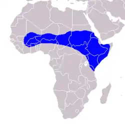 Distribución del toco piquirrojo