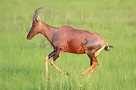 Corriendo en Uganda