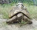 Tortuga leopardo de 20 años de edad.