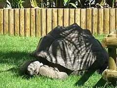 Tortuga gigante de las Seychelles