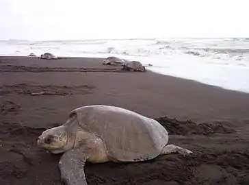 Refugio de vida silvestre OstionalUbicado en Santa Cruz, con 320 ha terrestres y 3000 ha marítimas. Incluye la franja costera, desde Punta Guiones hasta Punta India (16 km). Protege los principales sitios de anidación del mundo de la tortuga lora (en la foto), que se concentran en números de hasta 200 000 individuos en época de desove.