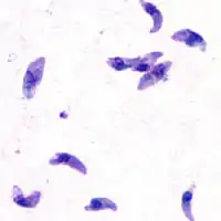 Taquizoitos de Toxoplasma gondii (Coccidiasina)