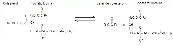 Reacción de Trans esterificación del colesterol