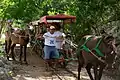 Un viejo sistema Decauville con tracción animal sirve para transportar a los turistas que visitan los cenotes.