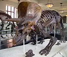 Esqueleto de Triceratops horridus.