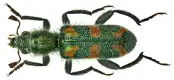 Trichodes heydeni