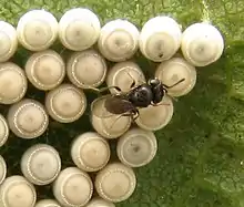 Trissolcus sp. huevos de Chinavia.