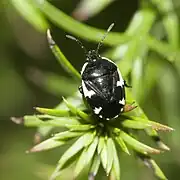 Tritomegas sexmaculatus (adulto), un cídnido que vive sobre la vegetación