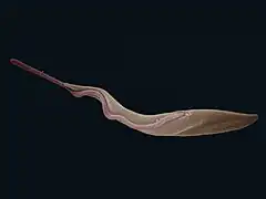 Trypanosoma brucei (Euglenozoa)