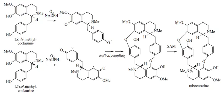 Tubocurarine proposed biosynthesis.