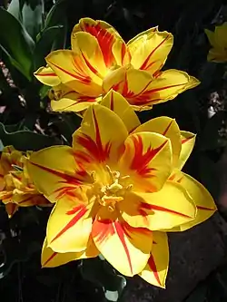 "Monsella", un cultivar precoz de flor doble.