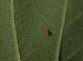 Parte inferior de una hoja, con un ácaro rojo