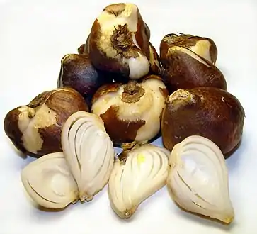 Bulbos de tulipán. Los bulbillos se producen en yemas axilares alrededor del bulbo original y se separan de este al recolectarlos.