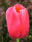 ?Estambres inclusos en Tulipa.