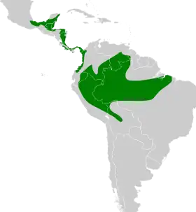 Distribución geográfica del verdillo leonado, excluyendo T. o. luteifrons.