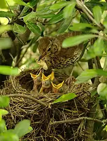 Un pájaro manchado de marrón está colocado en el borde de un nido con alimentos en su pico para cuatro polluelos con los picos abiertos.