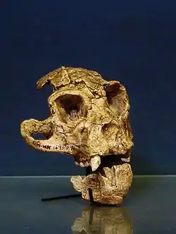 Turkanapithecus kalakolensis, 16 a 18 millones de años, tenía un peso promedio estimado de 10 kg. Probablemente se trataba de un cuadrúpedo arbóreo similar en su locomoción a proconsul, pero seguramente con mejores aptitudes como trepador.