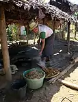 Limpieza de rizomas con agua hirviendo.