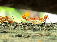 Dos hormigas acarreando una larva