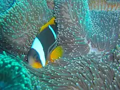 A. allardi en Heteractis magnifica, Guinjata Bay, Mozambique