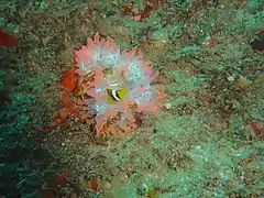 A. allardi en Entacmaea quadricolor, Guinjata Bay, Mozambique