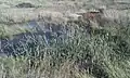 Pantano con espadañas (Typha latifolia)