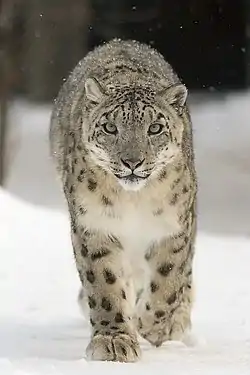 onza o leopardo de las nieves
