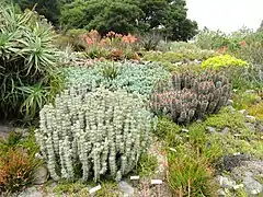 Especímenes en el "Cactus Garden section".