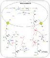 Ciclo de la Urea.