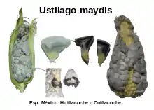  el carbón de la espiga (Ustilago maydis)