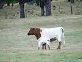 Vaca berrenda colorado dando de mamar a su ternero