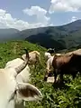 Vacas en Los Magueyitos, Tecoanapa