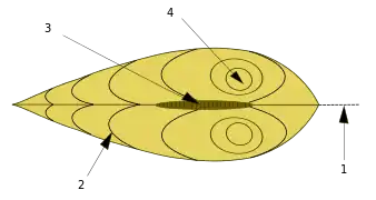 1: Plano de simetría. 2: Líneas de crecimiento. 3: Ligamento. 4: Umbo.