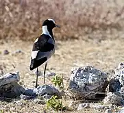 En Etosha Pan (Namibia).