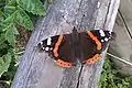 Ejemplar de Vanessa atalanta en el Cabo Peñas (Gozón, Asturias).