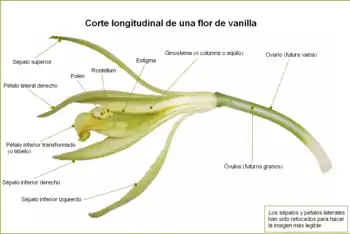 Ubicación del ginostemio en la vainilla (Vanilla), otra orquídea.