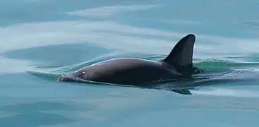 Vaquita marina