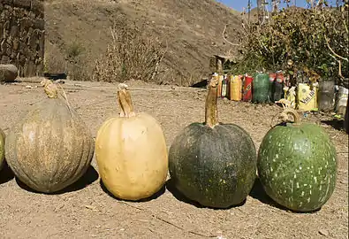 Salta, en el centro dos zapallos de Cucurbita pepo, quizás llamados Angola.