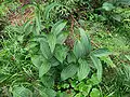 Hojas de Veratrum lobelianum