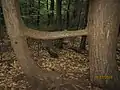 Árbol fusionado en Vermont
