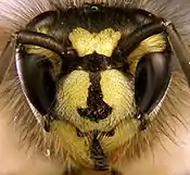 Detalle de la cabeza de Vespula vulgaris.