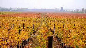 Valle de Colchagua, Chile. El cultivo de vid es importante para la producción de vinos, piscos y espumantes. Es tradicional en países templados y semiáridos de la región.