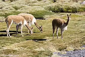 Vicuña