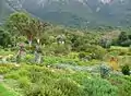 Vista general de los jardines  Kirstenbosch