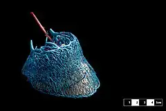 Estructura vascular de la pezuña de un caballo