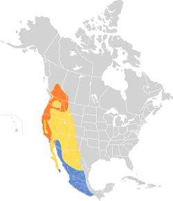 Distribución geográfica del vireo de Cassin.