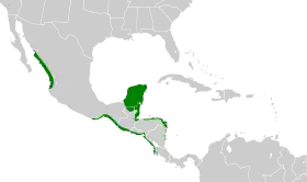 Distribución geográfica del vireo de manglar.