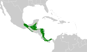 Distribución geográfica del vireón esmeralda.