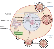 replicación virus gripe