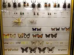 Sección Zoología, lepidópteros y coleópteros